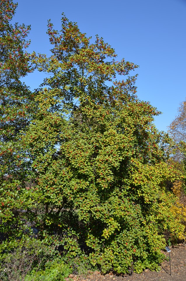 American Holly (Ilex opaca)